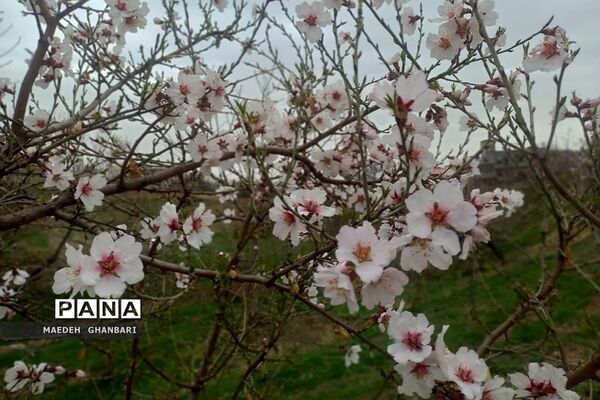 شکوفه‌های بهاری سال نو در شهرستان پردیس