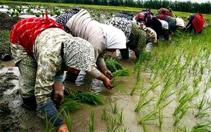 آبی کافی برای خودکفایی برنج نداریم