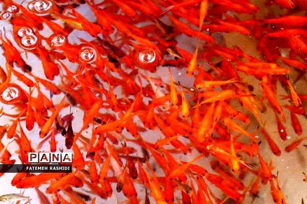 استقبال از نوروز در ساری