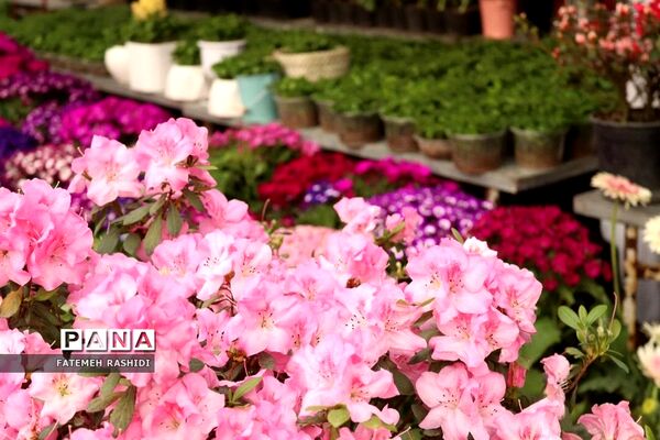 استقبال از نوروز در ساری