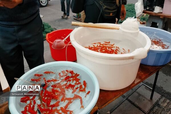 تکاپوی خرید شب عید در شهر تهران