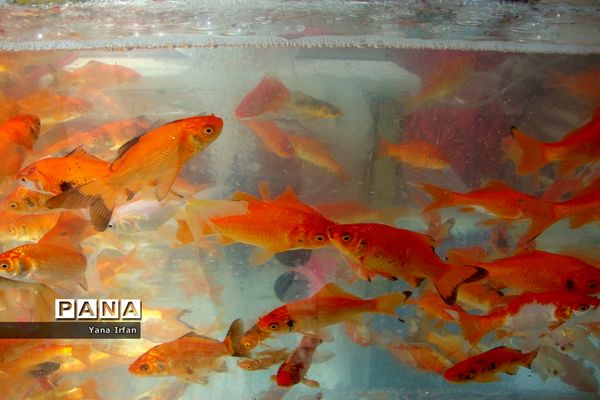 استقبال مردم بوشهر از عید نوروز