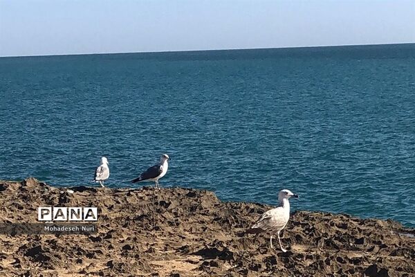 فصل بهار در چابهار