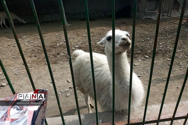 استقبال مسافران نوروزی از باغ وحش وکیل آباد مشهد