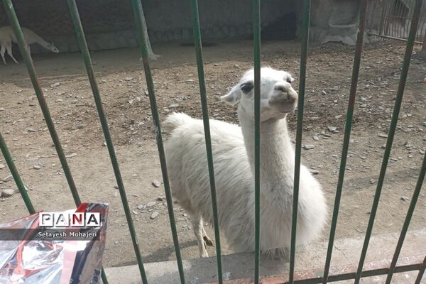 استقبال مسافران نوروزی از باغ وحش وکیل آباد مشهد