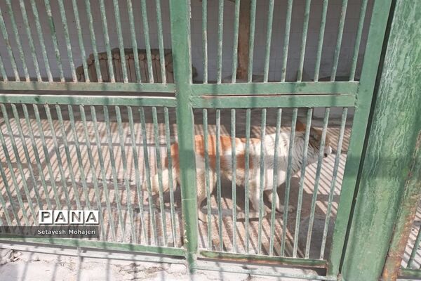 استقبال مسافران نوروزی از باغ وحش وکیل آباد مشهد
