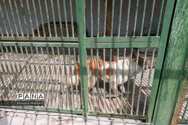 استقبال مسافران نوروزی از باغ وحش وکیل آباد مشهد