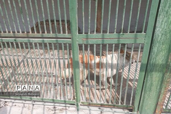 استقبال مسافران نوروزی از باغ وحش وکیل آباد مشهد