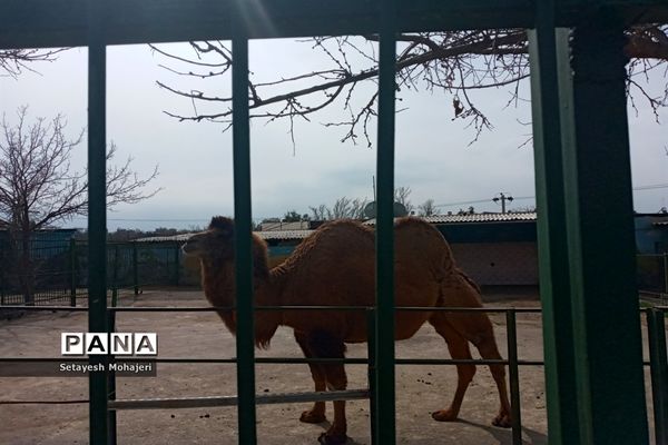استقبال مسافران نوروزی از باغ وحش وکیل آباد مشهد