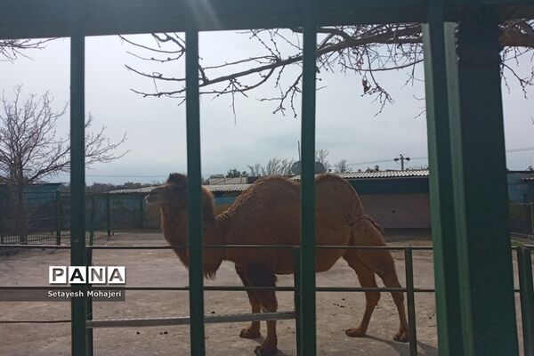 استقبال مسافران نوروزی از باغ وحش وکیل آباد مشهد