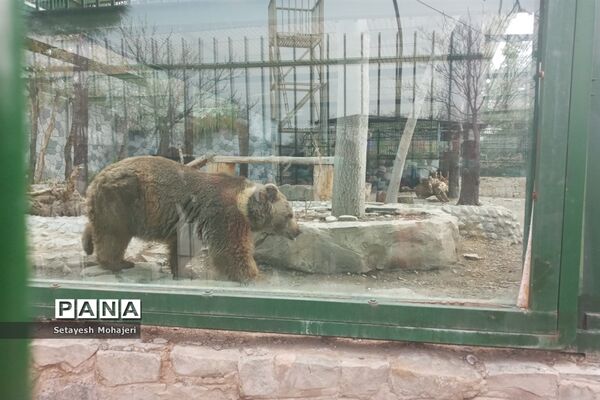 استقبال مسافران نوروزی از باغ وحش وکیل آباد مشهد