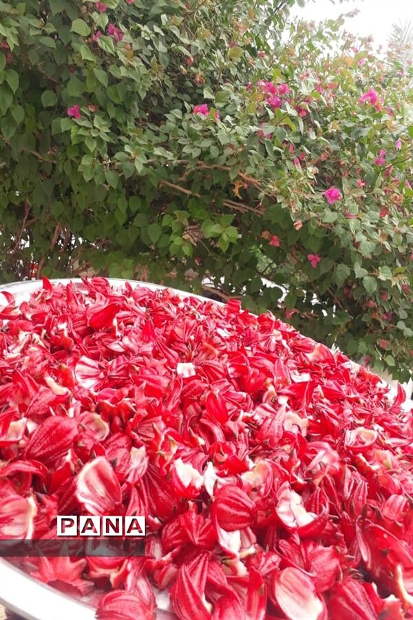 جاذبه‌های گردشگری حمیدیه