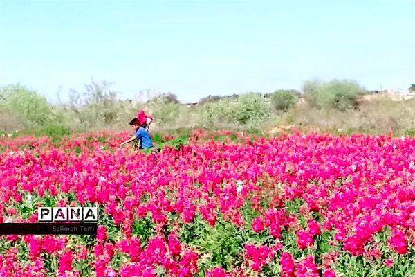 جاذبه‌های گردشگری حمیدیه