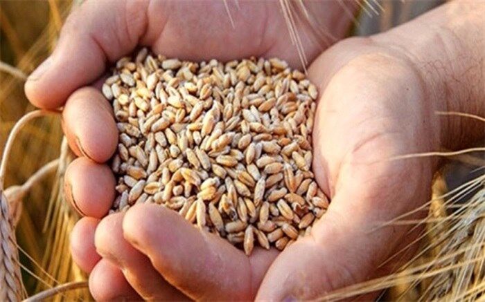 خبر خوش دولت به کشاورزان گندم کار