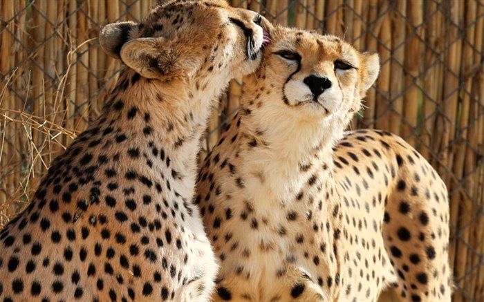 بیش از 60 درصد گونه‌های جانوری در کشور از بین رفته است