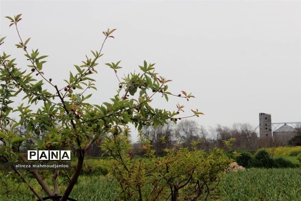 بهار طبیعت در گلوگاه