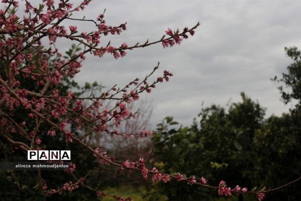 بهار طبیعت در گلوگاه