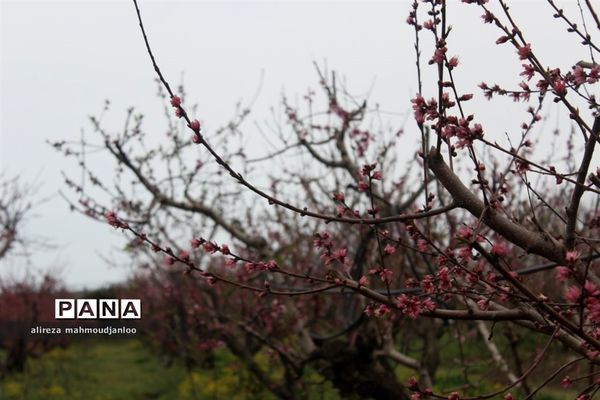 بهار طبیعت در گلوگاه