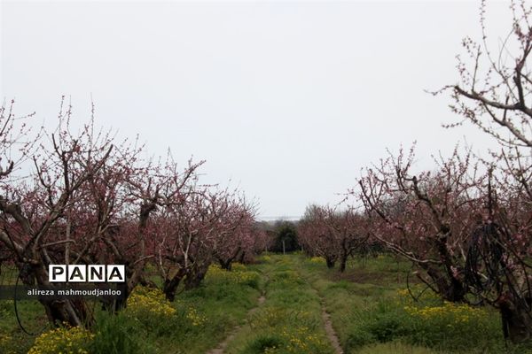 بهار طبیعت در گلوگاه