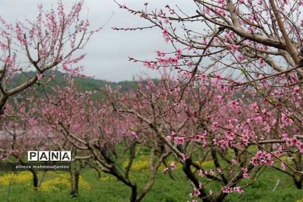 بهار طبیعت در گلوگاه