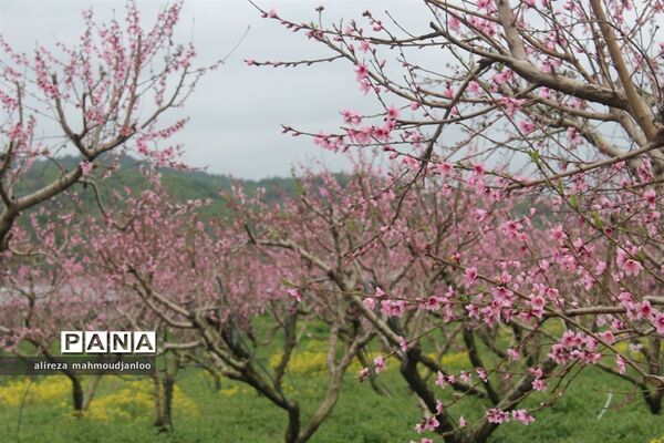 بهار طبیعت در گلوگاه