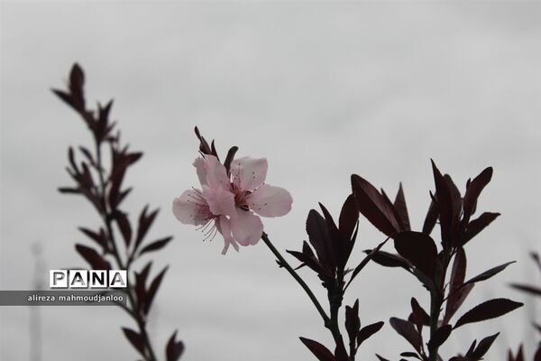 بهار طبیعت در گلوگاه