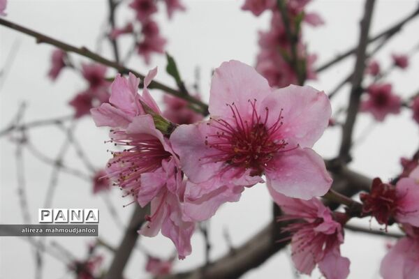 بهار طبیعت در گلوگاه