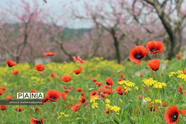 بهار طبیعت در گلوگاه