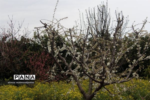 بهار طبیعت در گلوگاه