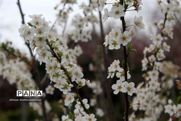 بهار طبیعت در گلوگاه