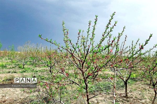 ردای سبز طبیعت در نوروز