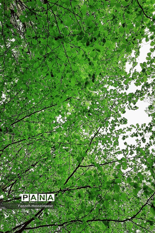 ردای سبز طبیعت در نوروز