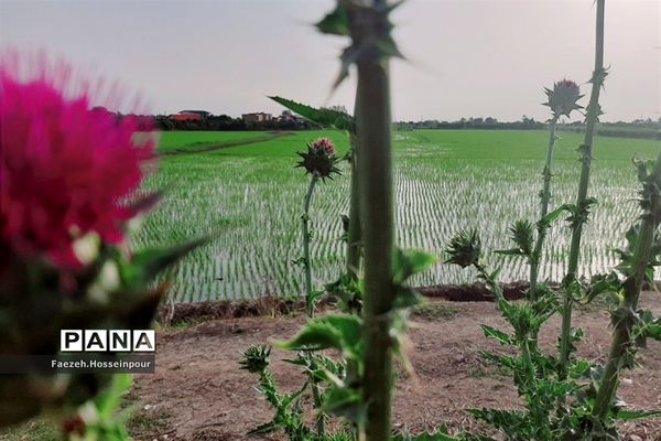 ردای سبز طبیعت در نوروز