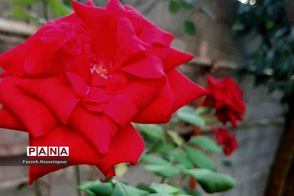 ردای سبز طبیعت در نوروز