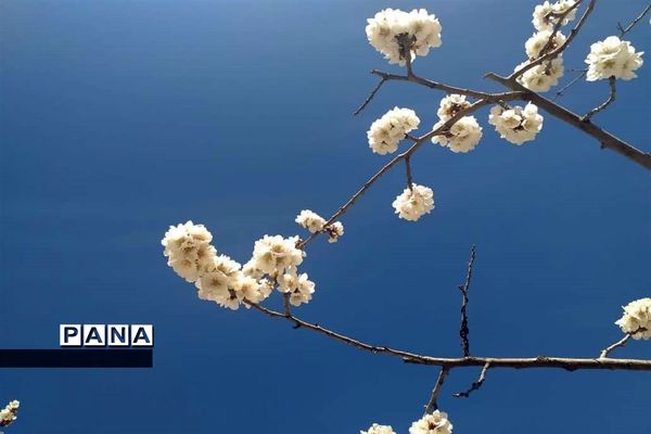 طبیعت زیبای بهاری