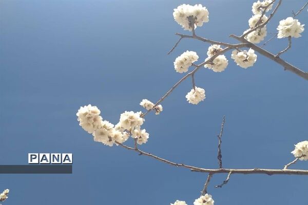 طبیعت زیبای بهاری