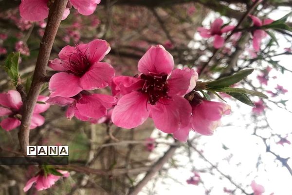 طبیعت زیبای بهاری