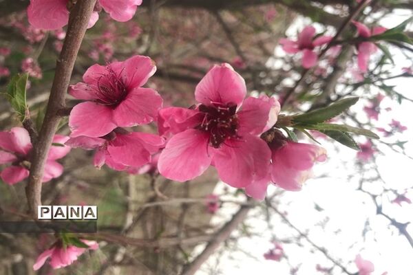 طبیعت زیبای بهاری