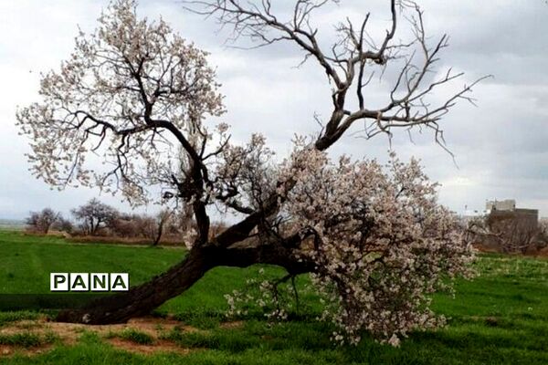 طبیعت زیبای روستای اسفندان