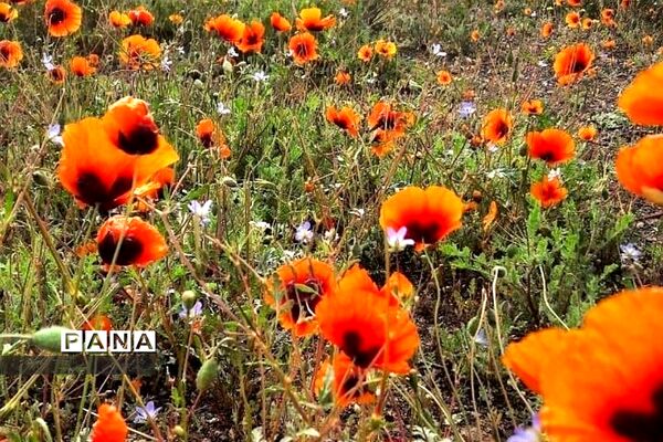 طبیعت زیبای روستای اسفندان