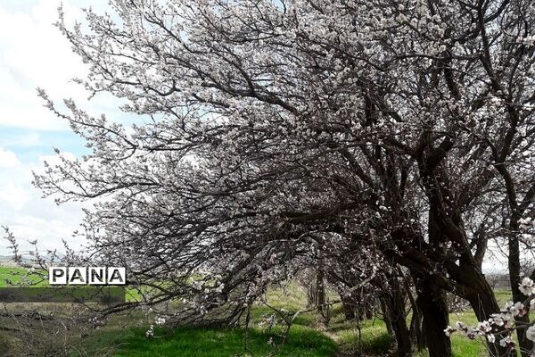 طبیعت زیبای روستای اسفندان