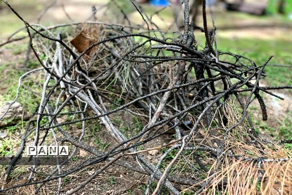 روز طبیعت در جنگل سرخه حصار تهران