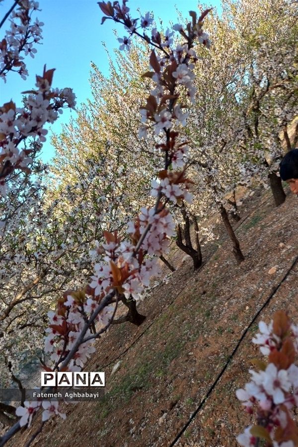 شکوفه‌های بهاری