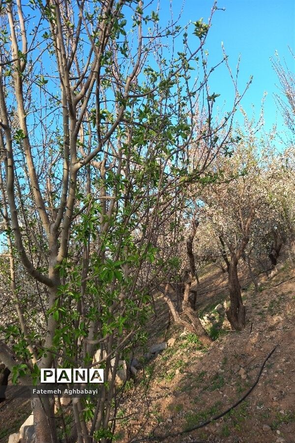 شکوفه‌های بهاری
