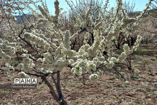 شکوفه‌های بهاری