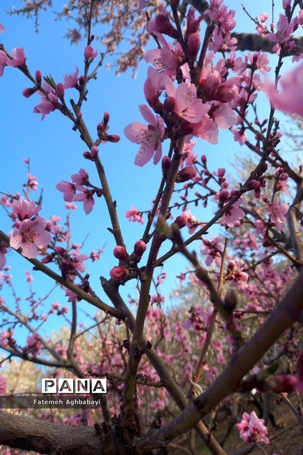 شکوفه‌های بهاری