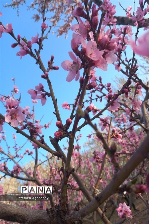 شکوفه‌های بهاری