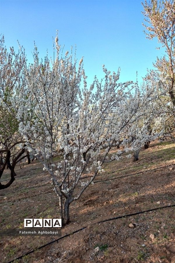 شکوفه‌های بهاری