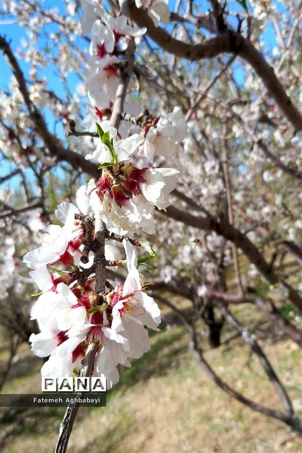 شکوفه‌های بهاری