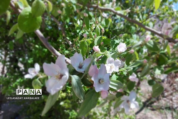 طبیعت زیبای روستاهای هومبر و دوک